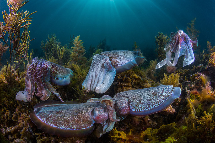 Блог - 11 потрясающих фото финалистов конкурса Wildlife Photographer Of The Year 2016 11 потрясающих фото финалистов конкурса Wildlife Photographer Of The Year 2016