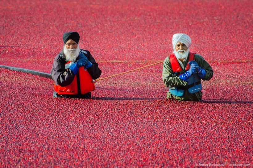 15 ярких и любопытных фото о том, как собирают урожай на полях в разных странах мира