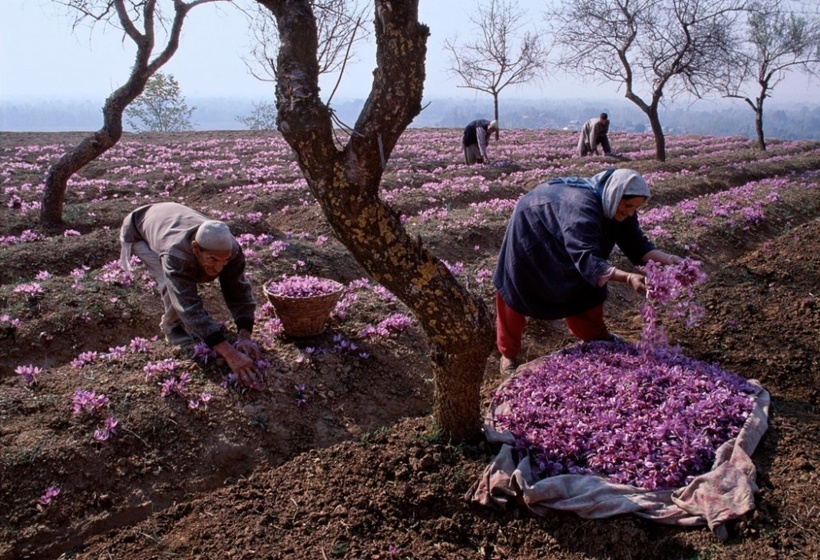 15 ярких и любопытных фото о том, как собирают урожай на полях в разных странах мира