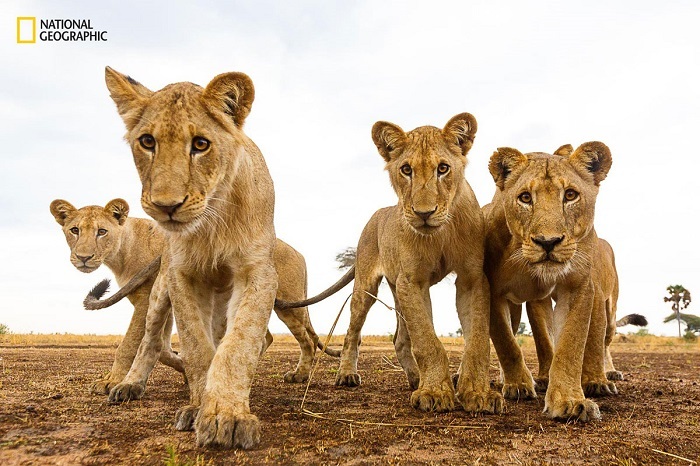 Блог - 15 незабываемых снимков дикой природы с конкурса National Geographic Nature Photographer of the Year 15 незабываемых снимков дикой природы с конкурса National Geographic Nature Photographer of the Year