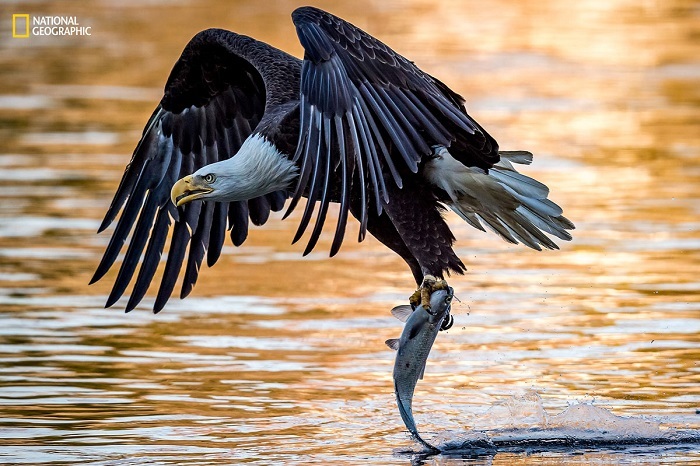 Блог - 15 незабываемых снимков дикой природы с конкурса National Geographic Nature Photographer of the Year 15 незабываемых снимков дикой природы с конкурса National Geographic Nature Photographer of the Year