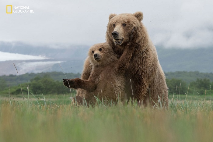Блог - 15 незабываемых снимков дикой природы с конкурса National Geographic Nature Photographer of the Year 15 незабываемых снимков дикой природы с конкурса National Geographic Nature Photographer of the Year