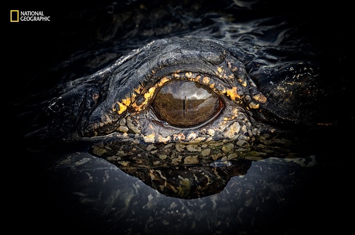 Блог - 15 незабываемых снимков дикой природы с конкурса National Geographic Nature Photographer of the Year 15 незабываемых снимков дикой природы с конкурса National Geographic Nature Photographer of the Year