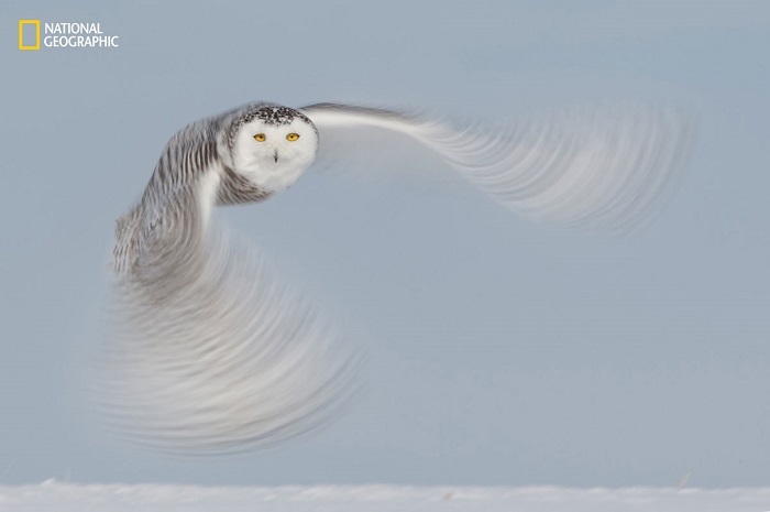 Блог - 15 незабываемых снимков дикой природы с конкурса National Geographic Nature Photographer of the Year 15 незабываемых снимков дикой природы с конкурса National Geographic Nature Photographer of the Year