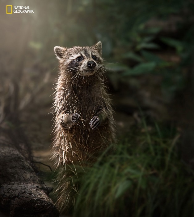 Блог - 15 незабываемых снимков дикой природы с конкурса National Geographic Nature Photographer of the Year 15 незабываемых снимков дикой природы с конкурса National Geographic Nature Photographer of the Year
