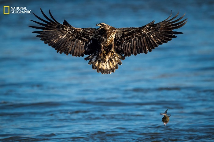 Блог - 15 незабываемых снимков дикой природы с конкурса National Geographic Nature Photographer of the Year 15 незабываемых снимков дикой природы с конкурса National Geographic Nature Photographer of the Year