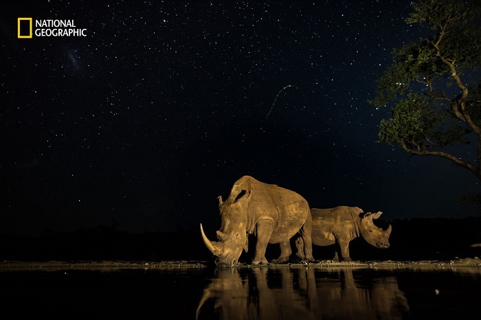 Блог - 15 незабываемых снимков дикой природы с конкурса National Geographic Nature Photographer of the Year 15 незабываемых снимков дикой природы с конкурса National Geographic Nature Photographer of the Year