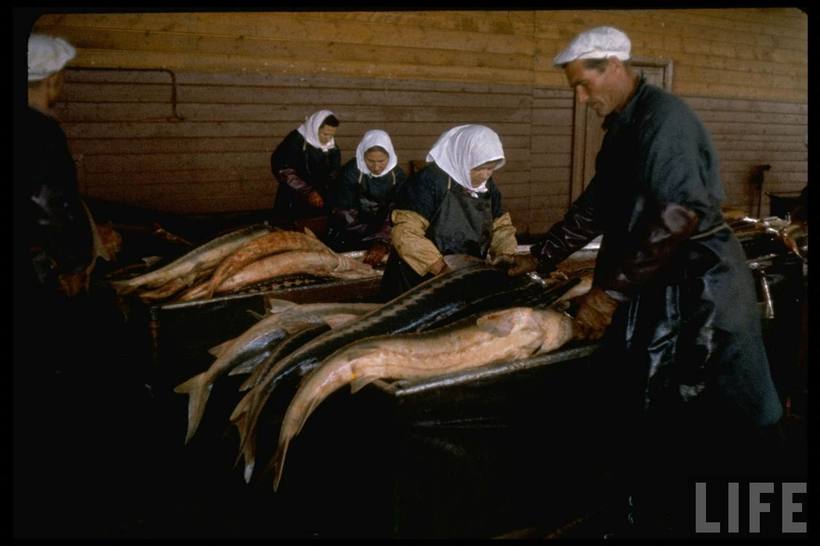 Блог - Как добывали икру в СССР Как добывали икру в СССР