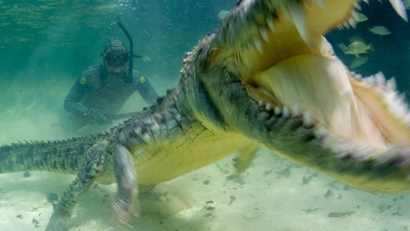 Он притворился крокодилом, чтобы подойти к хищнику вплотную и сделать эти невероятные кадры 