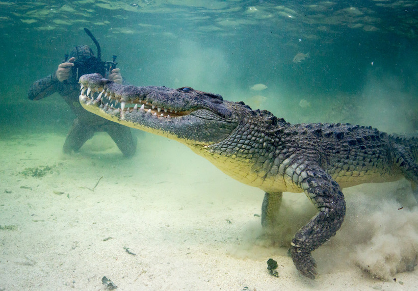 Он притворился крокодилом, чтобы подойти к хищнику вплотную и сделать эти невероятные кадры 