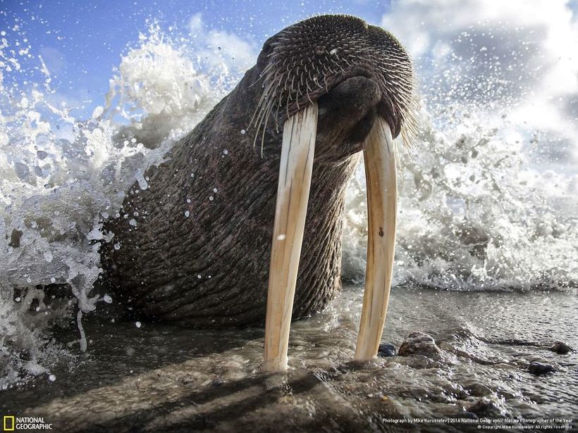 20 крутейших фотографий природы с конкурса National Geographic 