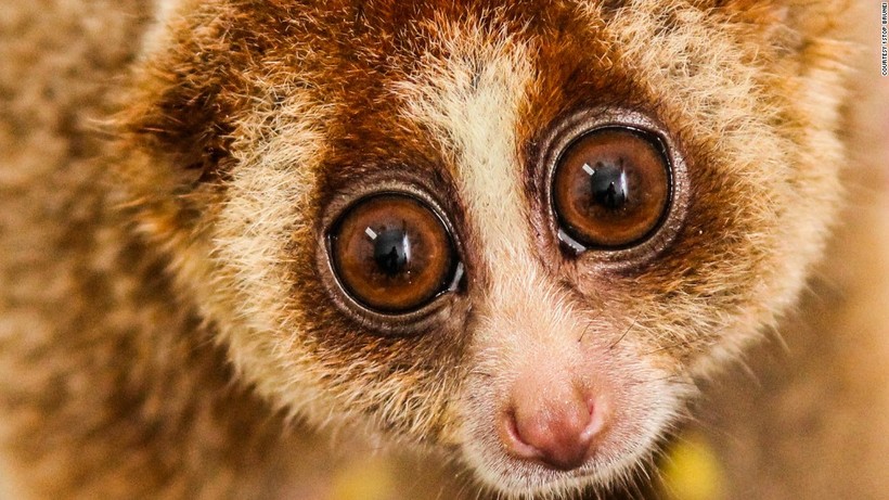 Блог - 10 поразительных созданий, прячущихся в тропических лесах Брунея 10 поразительных созданий, прячущихся в тропических лесах Брунея