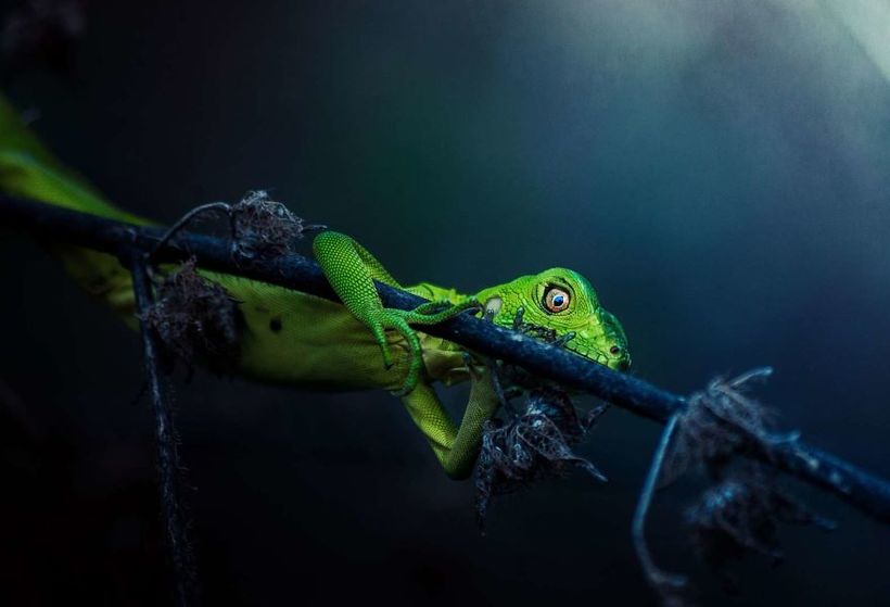 Блог - 10 феерических фото, одержавших победу на престижном конкурсе Sony World Photography 10 феерических фото, одержавших победу на престижном конкурсе Sony World Photography
