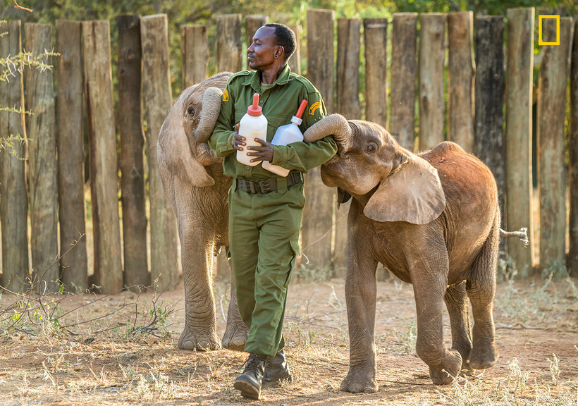 Как живут слоны-сироты в приюте в Кении, и почему так важно их спасать