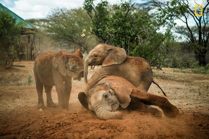 Как живут слоны-сироты в приюте в Кении, и почему так важно их спасать