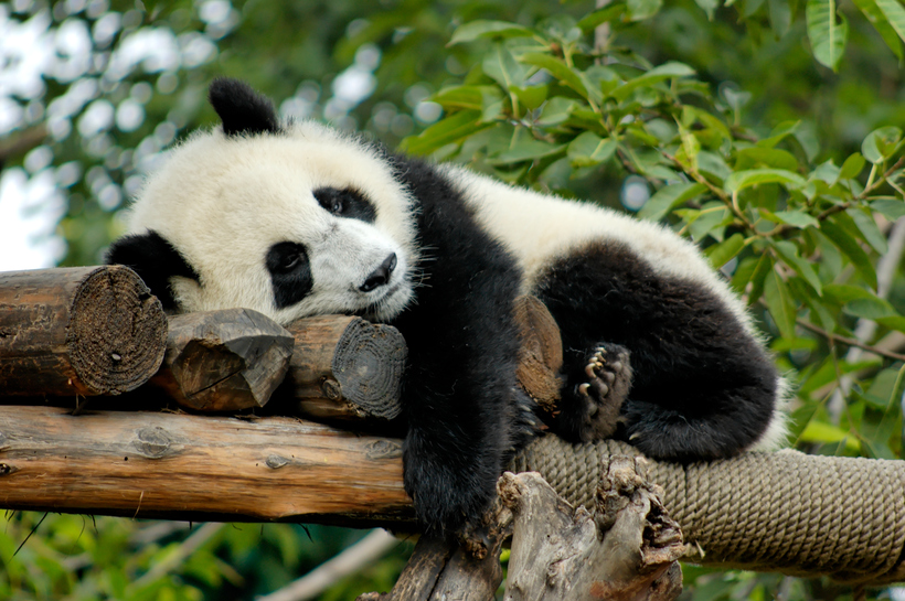 Первый туристический маршрут для любителей панд создадут в Китае