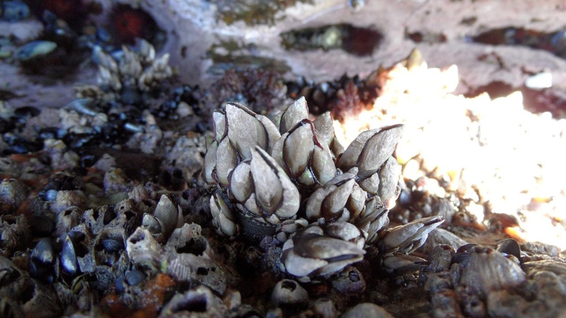 Ежедневно испанские смельчаки рискуют разбиться о скалы ради добычи редких моллюсков