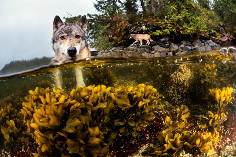 Блог - Фотограф запечатлел редких морских волков, которые живут в океане и плавают часами Фотограф запечатлел редких морских волков, которые живут в океане и плавают часами