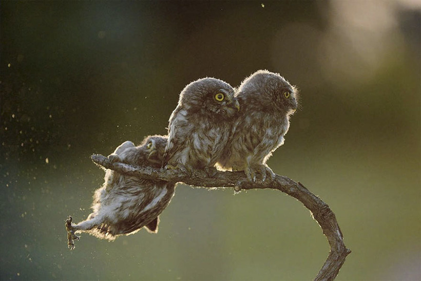 Блог - 10 смешных фото дикой природы, претендующих на победу в Comedy Wildlife Photography 10 смешных фото дикой природы, претендующих на победу в Comedy Wildlife Photography