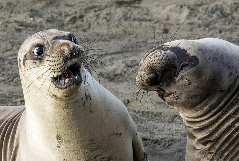 Блог - 10 смешных фото дикой природы, претендующих на победу в Comedy Wildlife Photography 10 смешных фото дикой природы, претендующих на победу в Comedy Wildlife Photography