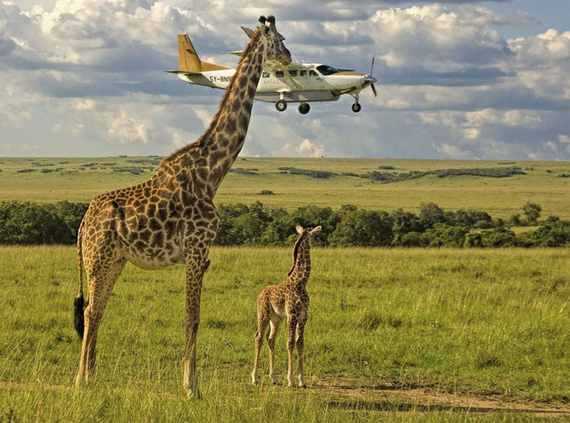 Блог - 10 смешных фото дикой природы, претендующих на победу в Comedy Wildlife Photography 10 смешных фото дикой природы, претендующих на победу в Comedy Wildlife Photography