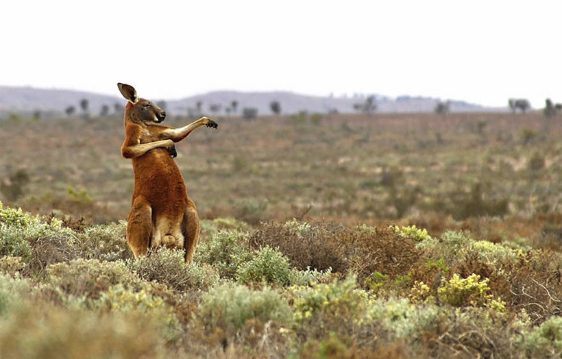 Блог - 10 смешных фото дикой природы, претендующих на победу в Comedy Wildlife Photography 10 смешных фото дикой природы, претендующих на победу в Comedy Wildlife Photography