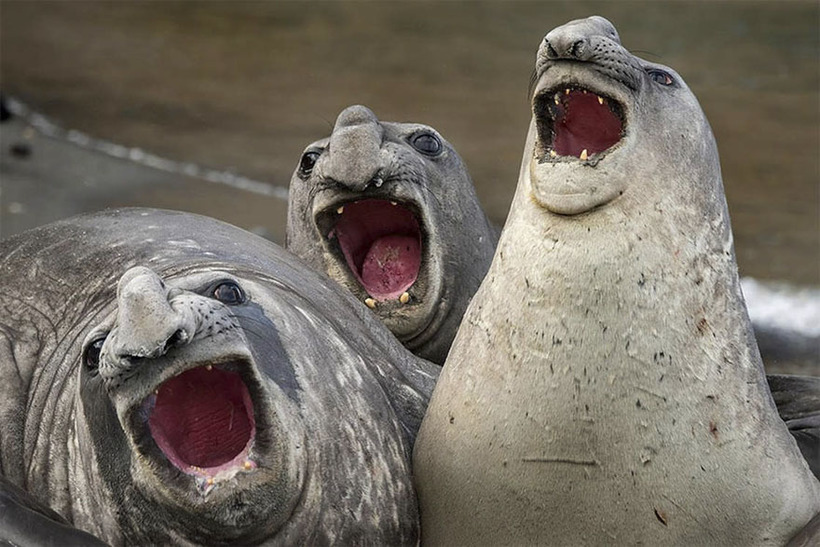 Блог - 10 смешных фото дикой природы, претендующих на победу в Comedy Wildlife Photography 10 смешных фото дикой природы, претендующих на победу в Comedy Wildlife Photography