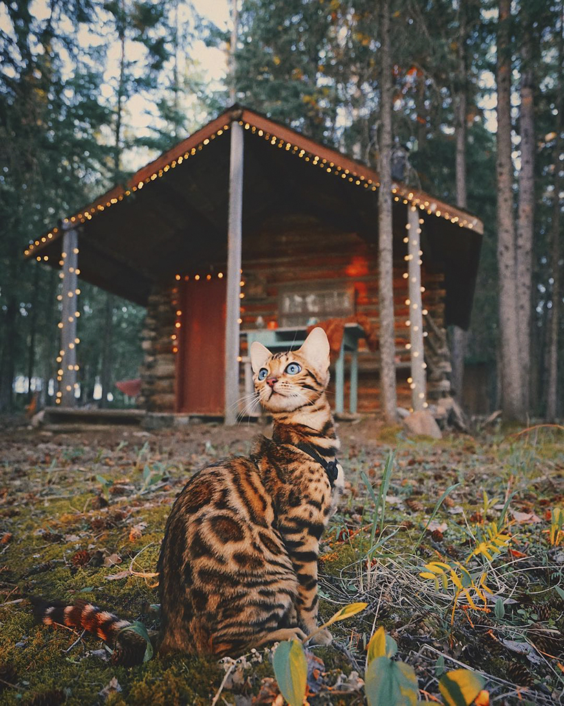 Блог - Потрясающая путешествующая кошка Сьюки, которая живет лучше, чем мы с вами Потрясающая путешествующая кошка Сьюки, которая живет лучше, чем мы с вами
