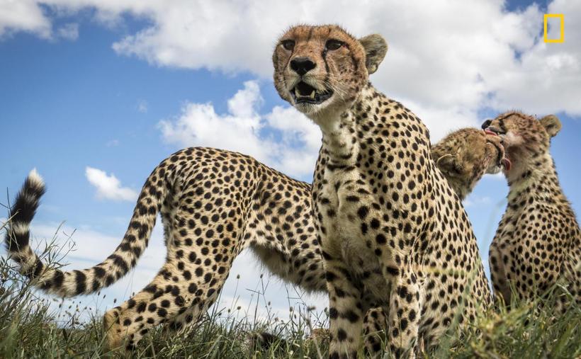 Блог - National Geographic представил первые снимки с конкурса Nature Photographer 2017 National Geographic представил первые снимки с конкурса Nature Photographer 2017