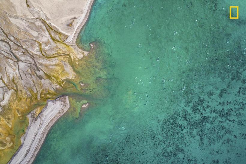 Блог - National Geographic представил первые снимки с конкурса Nature Photographer 2017 National Geographic представил первые снимки с конкурса Nature Photographer 2017