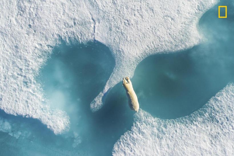 Блог - National Geographic представил первые снимки с конкурса Nature Photographer 2017 National Geographic представил первые снимки с конкурса Nature Photographer 2017