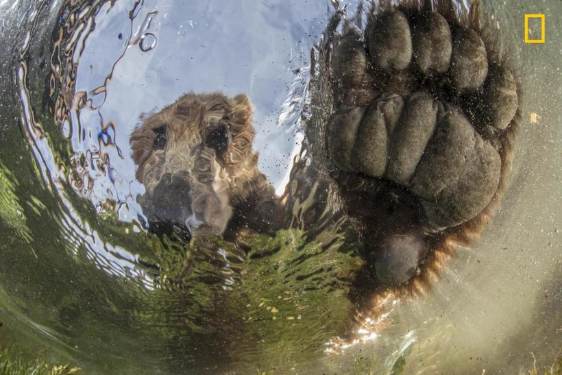 Блог - National Geographic представил первые снимки с конкурса Nature Photographer 2017 National Geographic представил первые снимки с конкурса Nature Photographer 2017