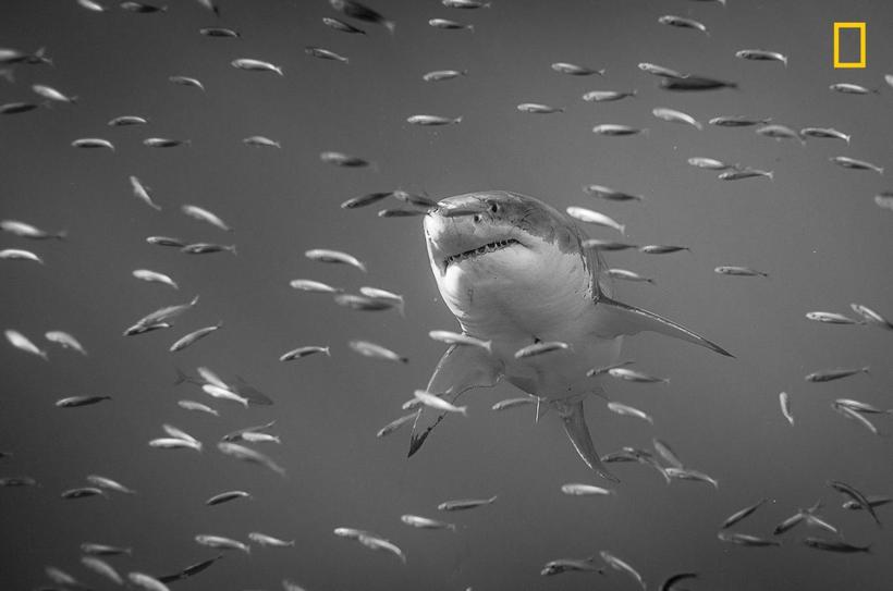 Блог - National Geographic представил первые снимки с конкурса Nature Photographer 2017 National Geographic представил первые снимки с конкурса Nature Photographer 2017
