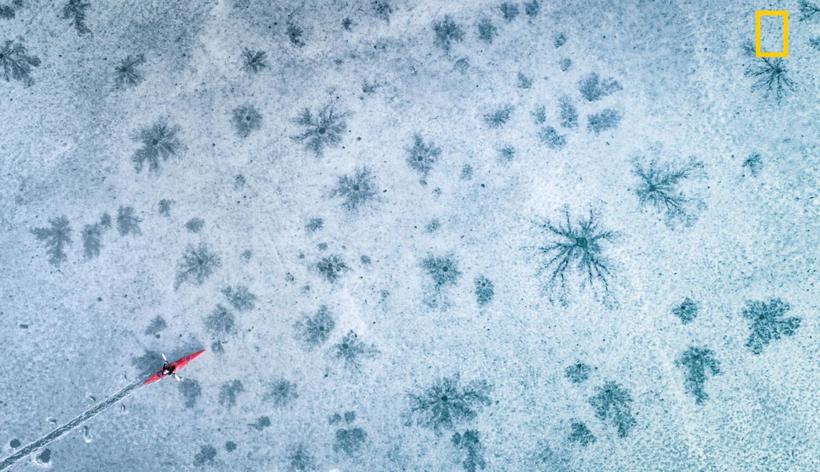 Блог - National Geographic представил первые снимки с конкурса Nature Photographer 2017 National Geographic представил первые снимки с конкурса Nature Photographer 2017