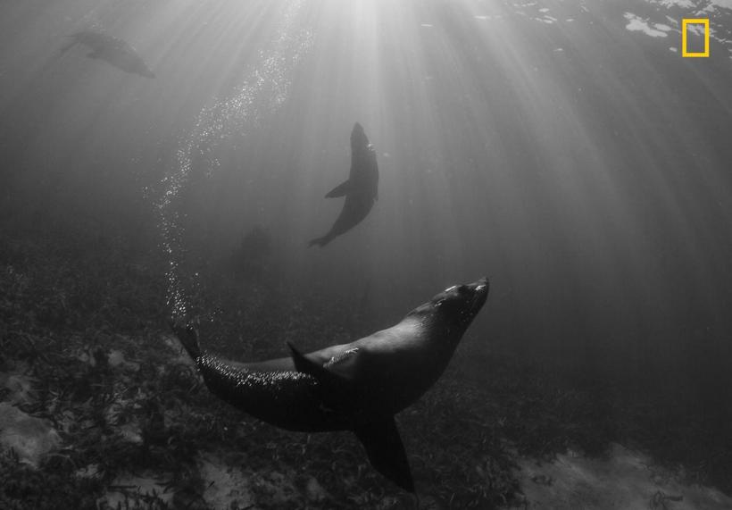 Блог - National Geographic представил первые снимки с конкурса Nature Photographer 2017 National Geographic представил первые снимки с конкурса Nature Photographer 2017