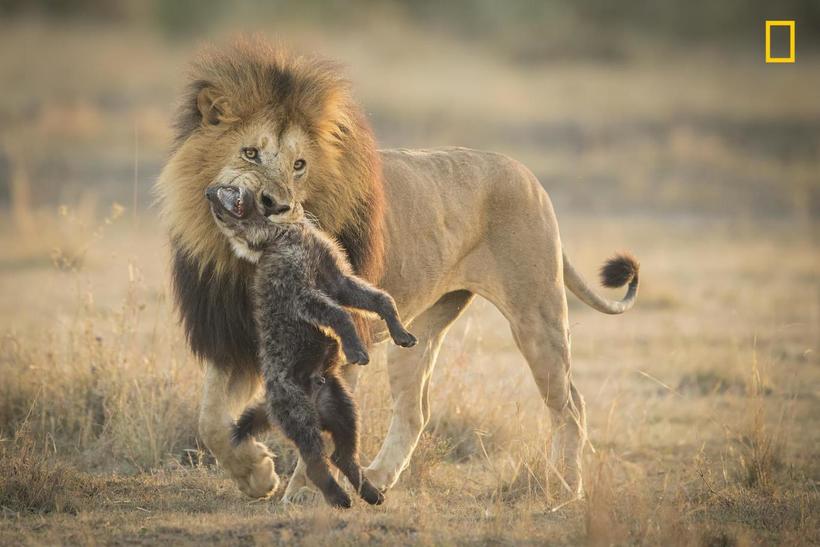 Блог - National Geographic представил первые снимки с конкурса Nature Photographer 2017 National Geographic представил первые снимки с конкурса Nature Photographer 2017