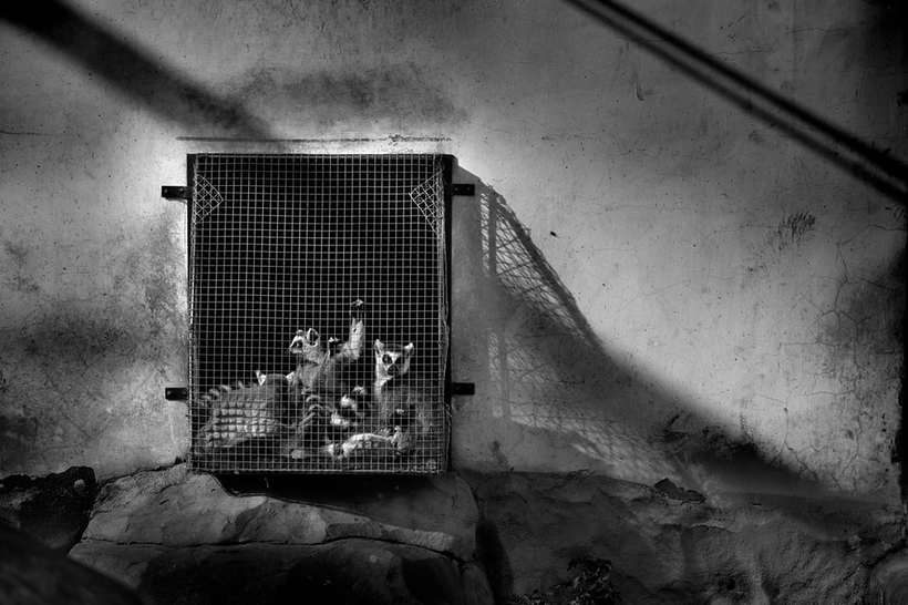 Блог - Проникновенные работы фотографов о преступлениях против дикой природы Проникновенные работы фотографов о преступлениях против дикой природы
