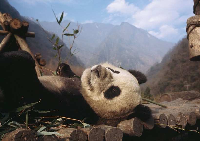 Блог - 18 величайших фото National Geographic за все время существования журнала 18 величайших фото National Geographic за все время существования журнала