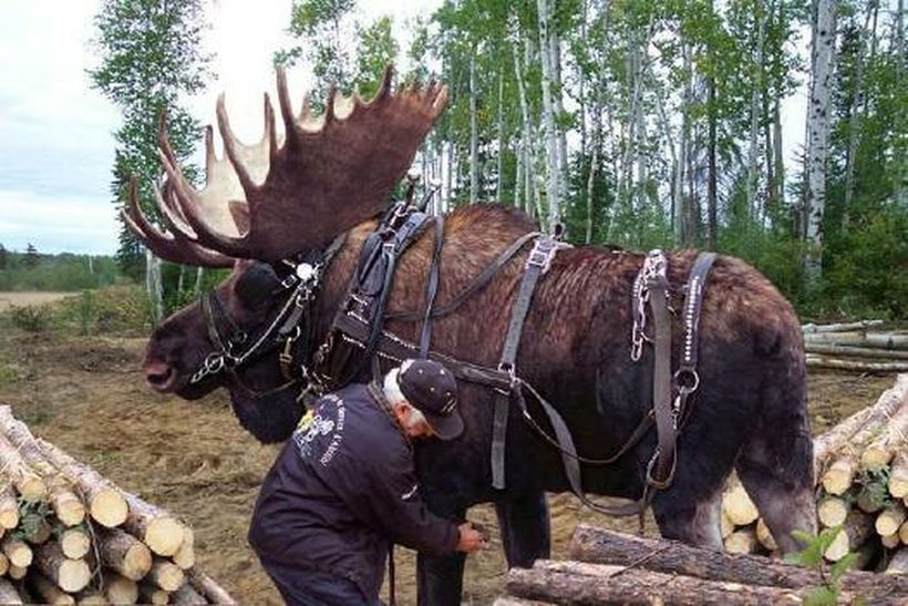 Блог - Ценное молоко и всадник верхом на «сохатом»: как приручили хозяина тайги Ценное молоко и всадник верхом на «сохатом»: как приручили хозяина тайги