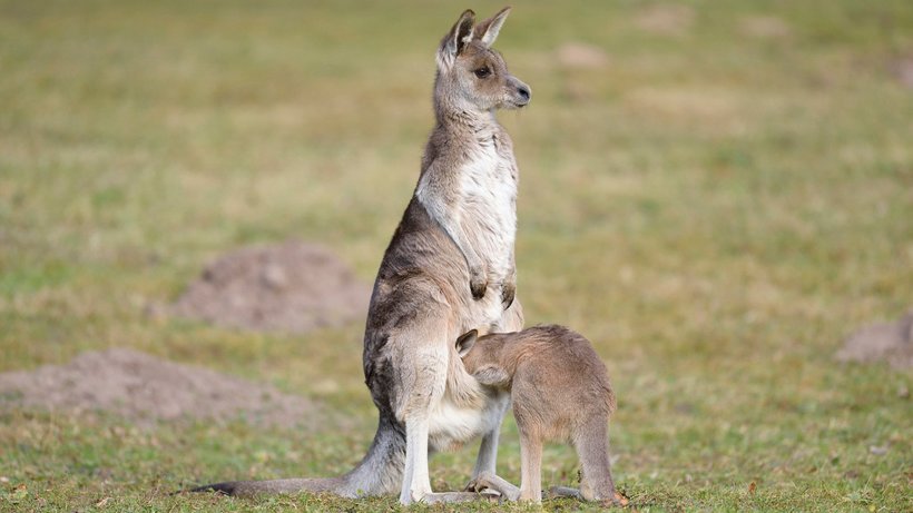 Чудо рождения: как кенгуру появляются на свет