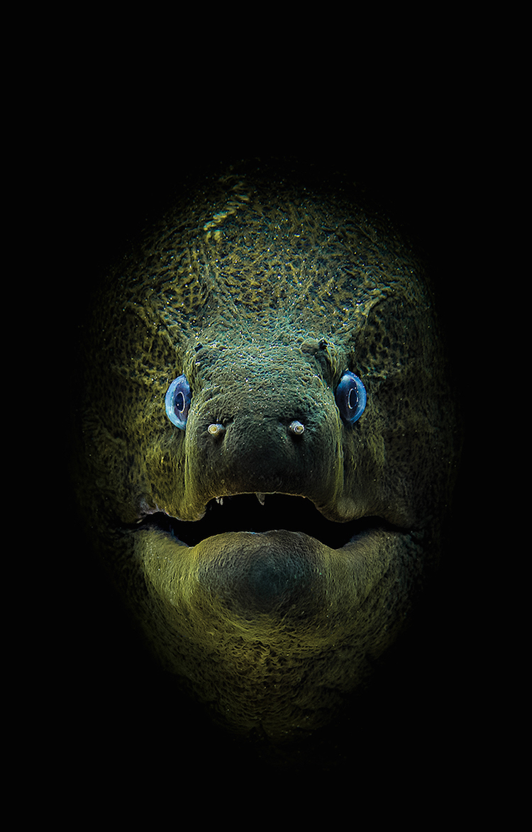 Блог - Изумительные снимки, победившие в конкурсе подводной фотографии Scuba Diving Изумительные снимки, победившие в конкурсе подводной фотографии Scuba Diving