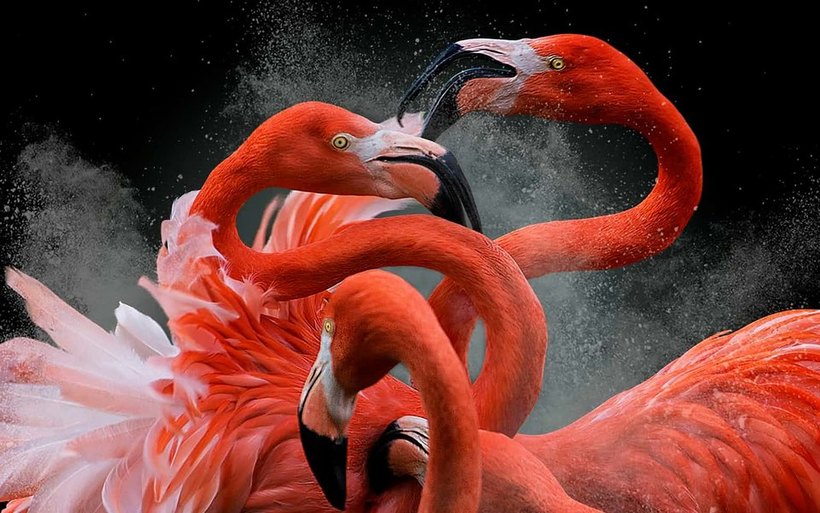 Блог - Лучшие фотографии птиц с конкурса Bird Photographer of the Year Лучшие фотографии птиц с конкурса Bird Photographer of the Year