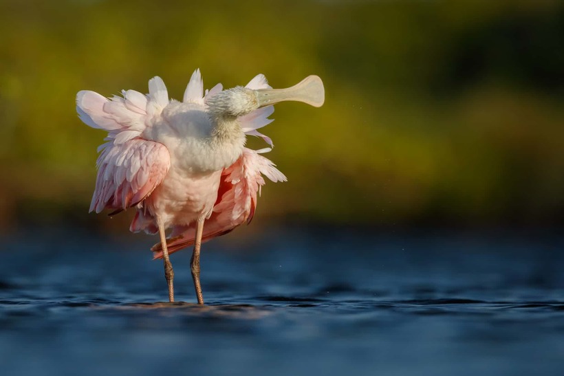 Блог - Лучшие фотографии птиц с конкурса Bird Photographer of the Year Лучшие фотографии птиц с конкурса Bird Photographer of the Year