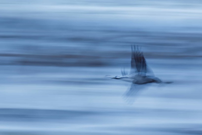 Блог - Лучшие фотографии птиц с конкурса Bird Photographer of the Year Лучшие фотографии птиц с конкурса Bird Photographer of the Year