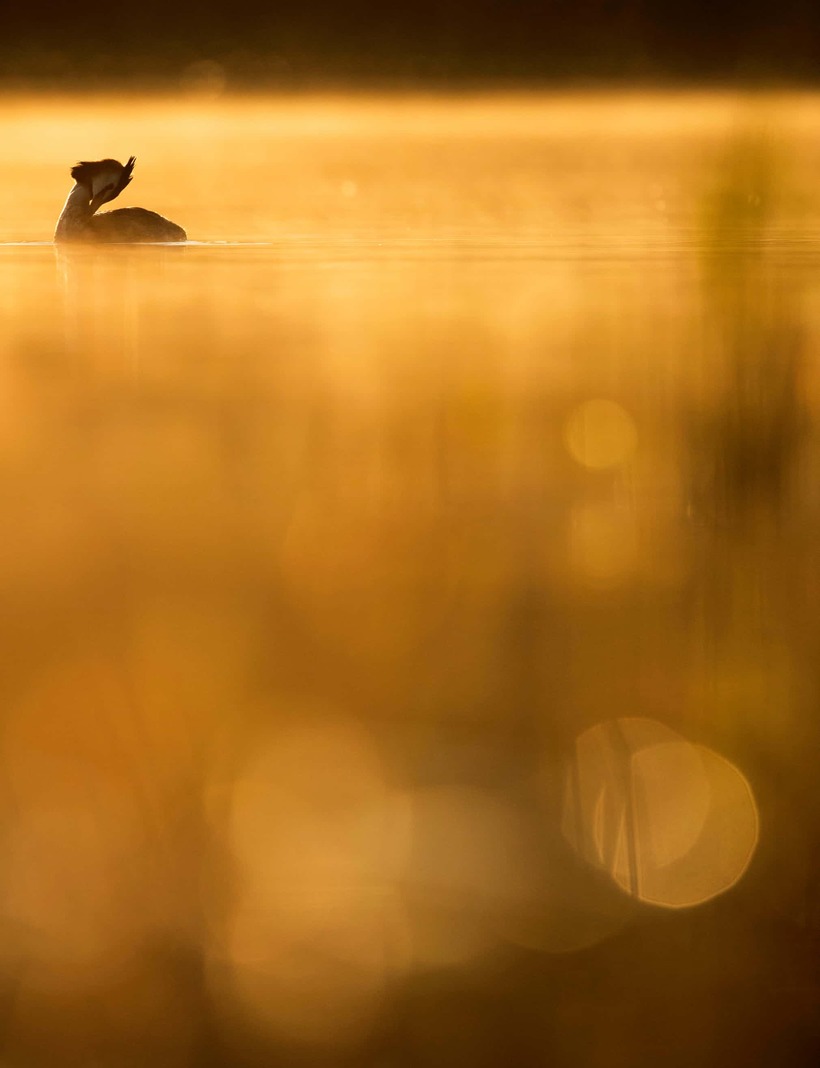 Блог - Лучшие фотографии птиц с конкурса Bird Photographer of the Year Лучшие фотографии птиц с конкурса Bird Photographer of the Year