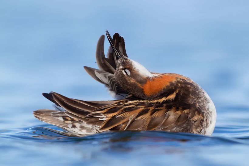 Блог - Лучшие фотографии птиц с конкурса Bird Photographer of the Year Лучшие фотографии птиц с конкурса Bird Photographer of the Year