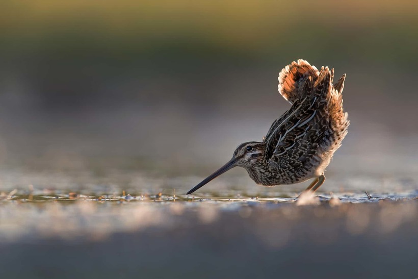 Блог - Лучшие фотографии птиц с конкурса Bird Photographer of the Year Лучшие фотографии птиц с конкурса Bird Photographer of the Year