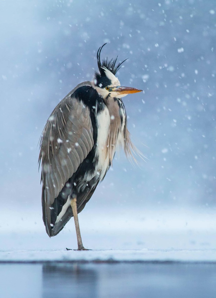 Блог - Лучшие фотографии птиц с конкурса Bird Photographer of the Year Лучшие фотографии птиц с конкурса Bird Photographer of the Year