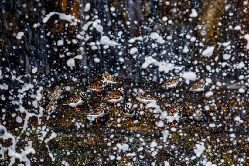 Блог - Лучшие фотографии птиц с конкурса Bird Photographer of the Year Лучшие фотографии птиц с конкурса Bird Photographer of the Year
