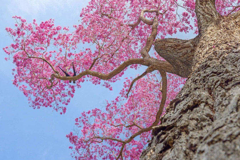 Блог - Лучшие фотографии птиц с конкурса Bird Photographer of the Year Лучшие фотографии птиц с конкурса Bird Photographer of the Year
